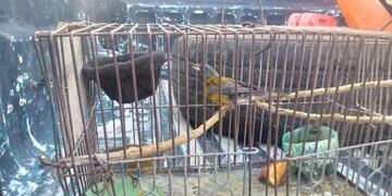 Venta ilegal de aves
