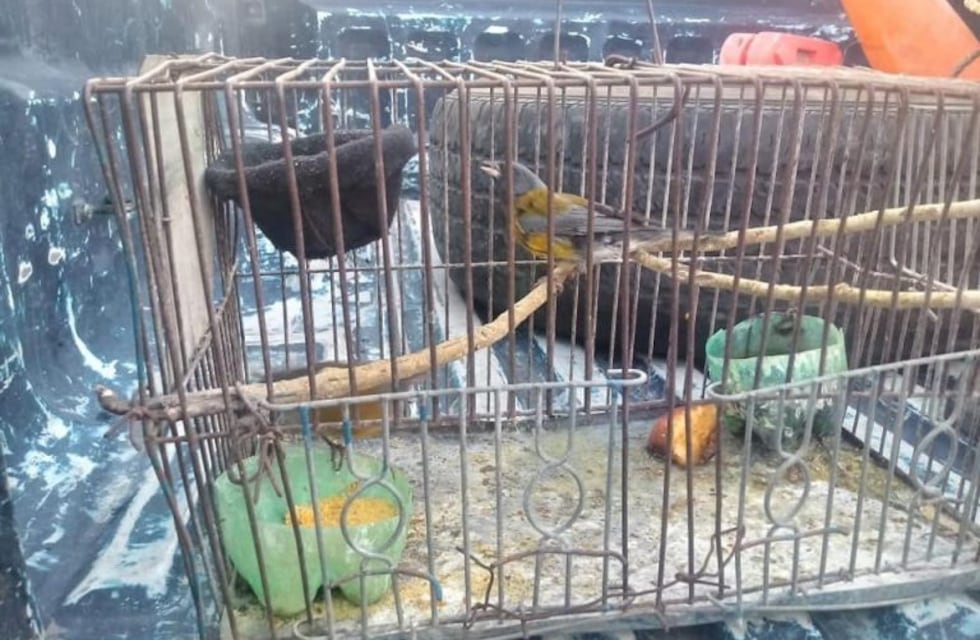 Detenida por venta ilegal de aves exóticas