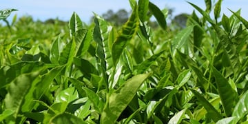 Té listo para la cosecha en Misiones\u002E