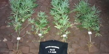 Secuestraron cuatro plantas de marihuana en Cerro Azul