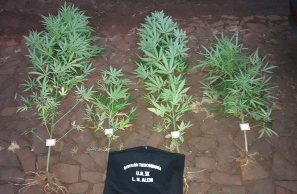 Hallaron plantas de marihuana en Cerro Azul por el valor de 15 mil pesos