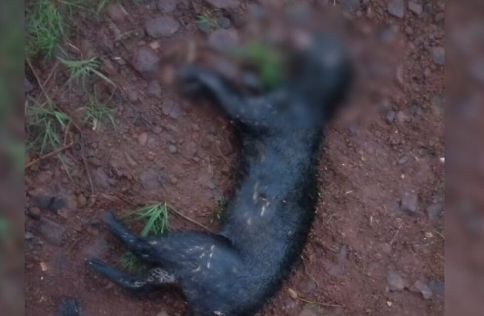 Atropellaron y mataron a un yaguarundí en San Pedro