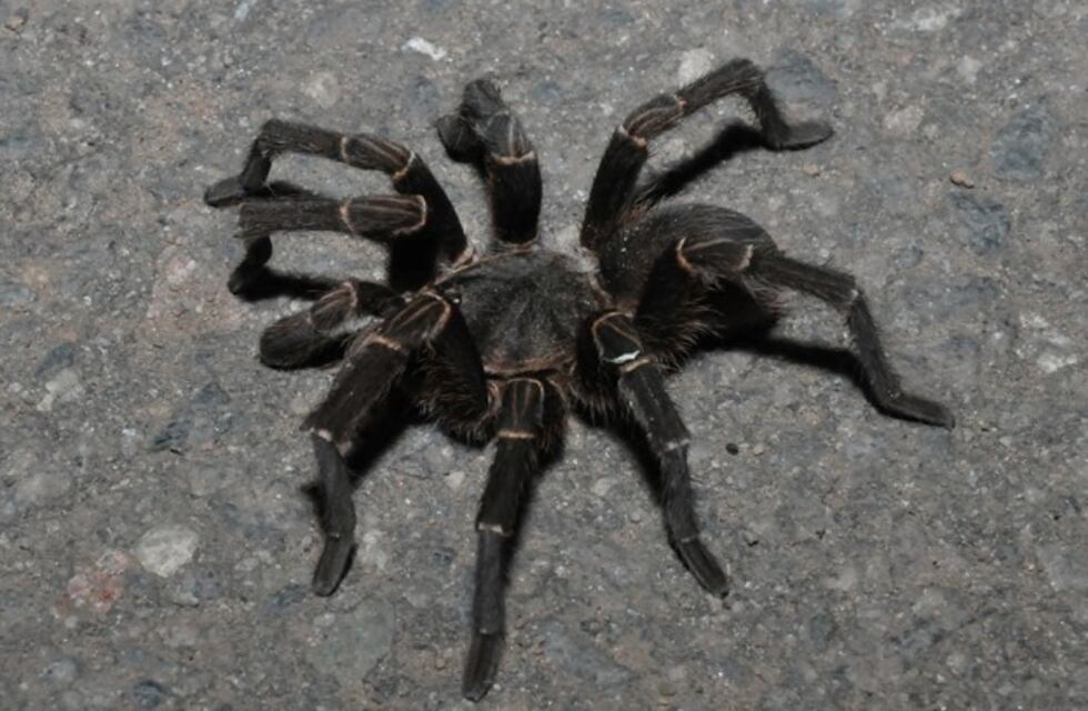 Recomendaciones para prevenir accidentes con arañas