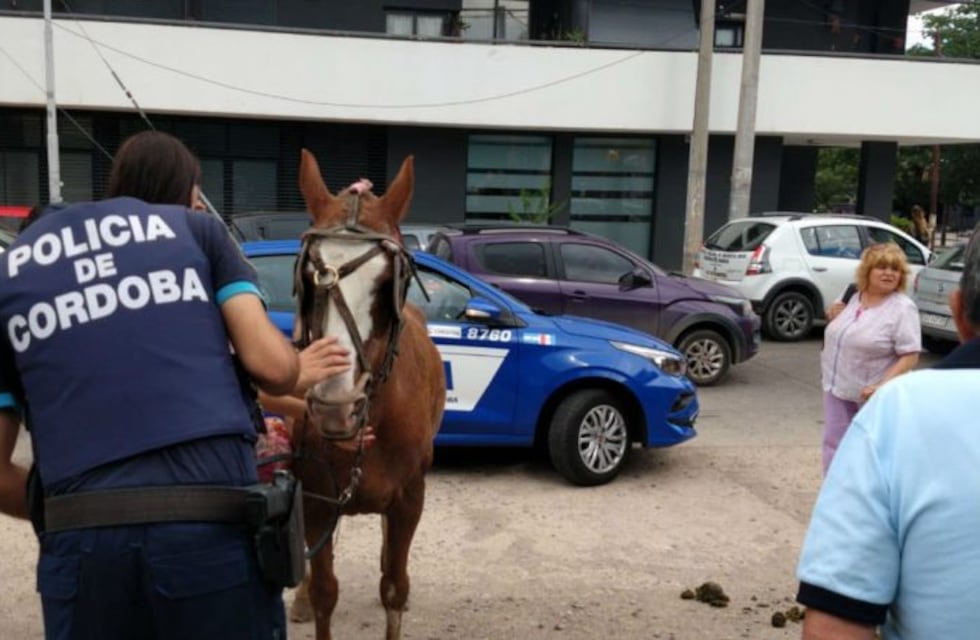 Indignación de vecinos por el maltrato a una yegua en la vía pública