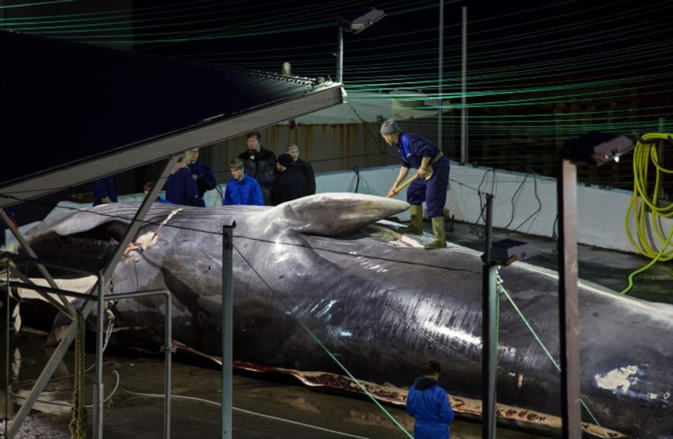Japón mató 177 ballenas durante una campaña "científica" en el Pacífico