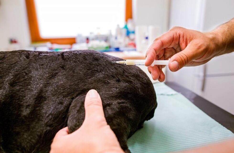 Realizan campañas para vacunar a las mascotas contra la rabia