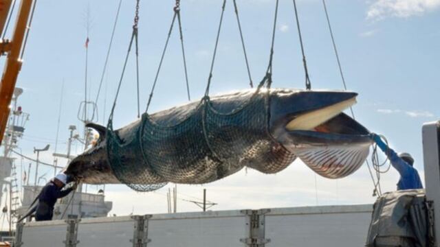 Caza de ballenas