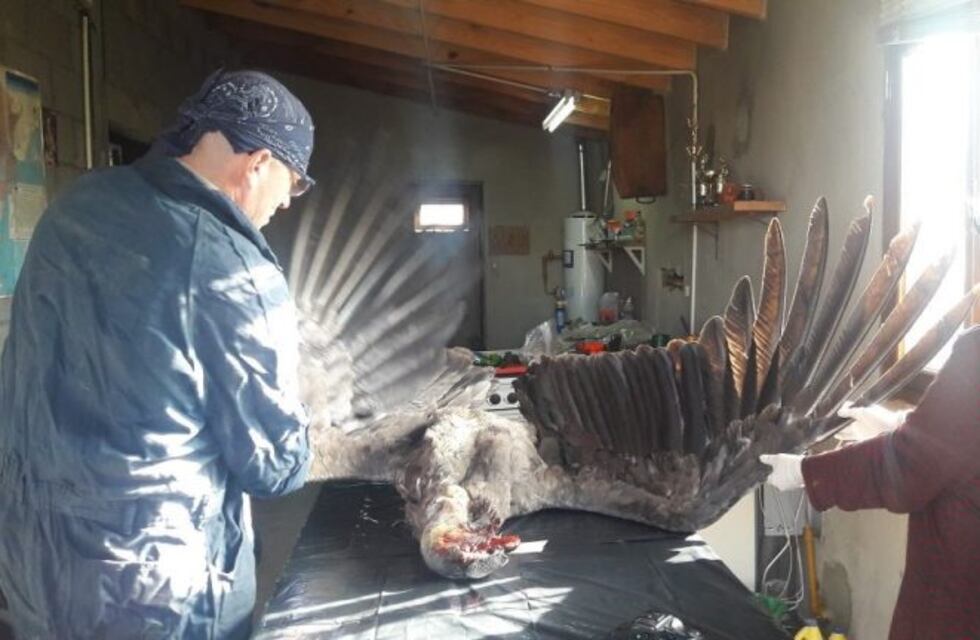Hallan un cóndor muerto en la ruta al glaciar Perito Moreno