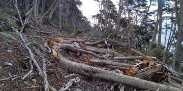 Desmonte ilegal de bosques en Tierra del Fuego - Corredor Beagle\u002E Fotos: Manekenk