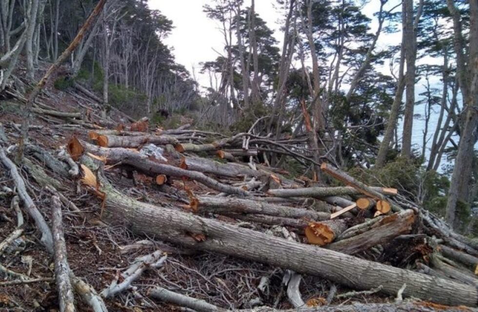 Corredor del Beagle: nueva denuncia de tala indiscriminada del bosque nativo