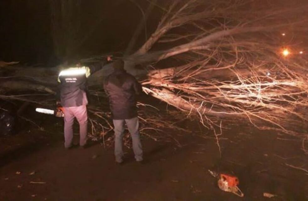 El viento provocó voladura de techos y tiró infinidad de árboles