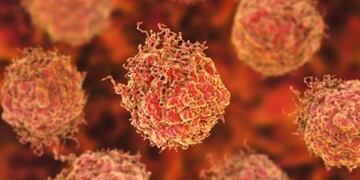 Una parte del sistema inmunológico podría utilizarse para tratar numerosos tipos de cáncer\u002E