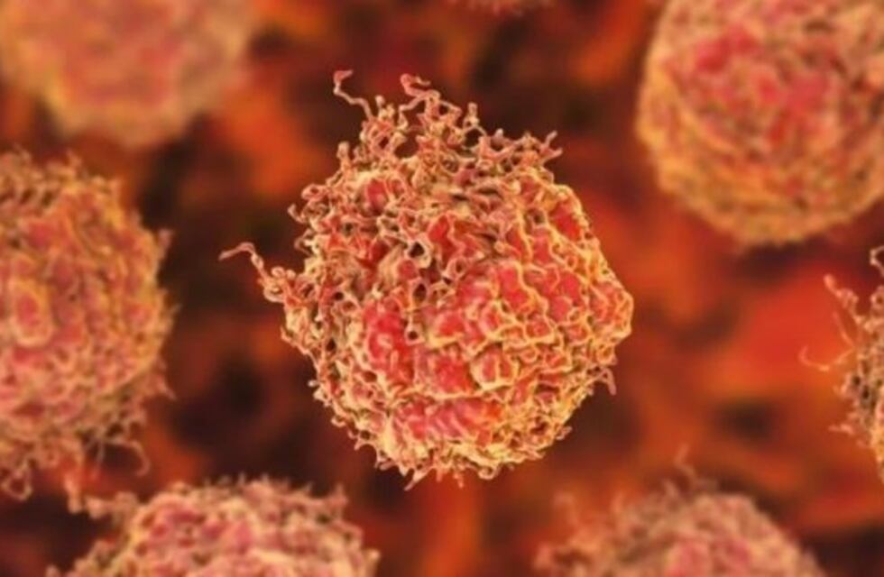 Una parte del sistema inmunológico podría utilizarse para tratar numerosos tipos de cáncer