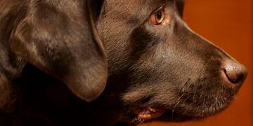 Eros, el perro "delivery" que es viral en Colombia por su labor ante el coronavirus