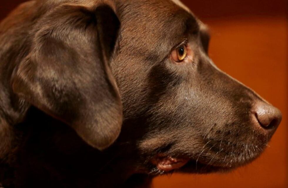 Eros, el perro "delivery" que es viral en Colombia por su labor ante el coronavirus