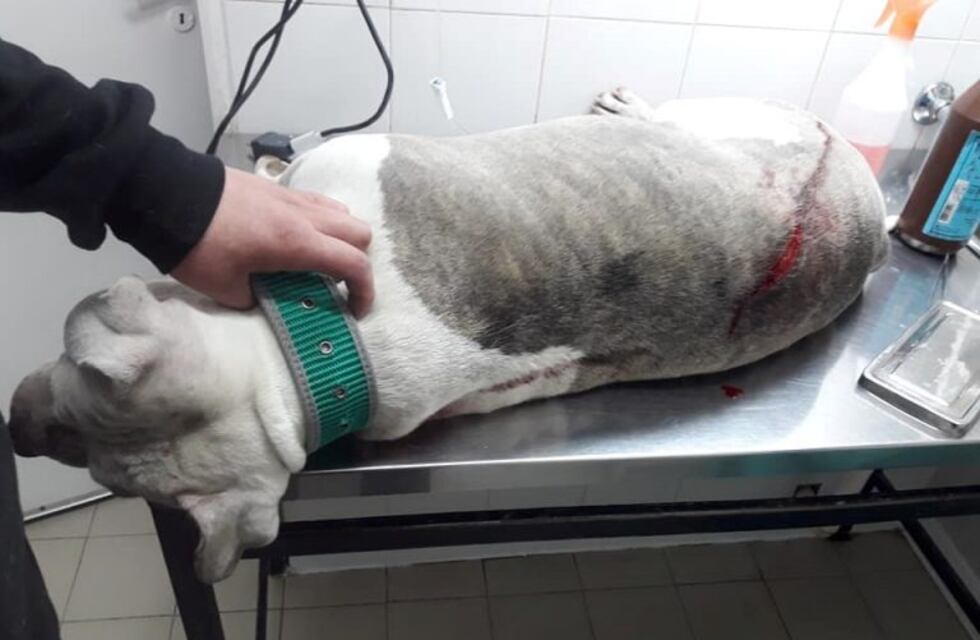 Un hombre apuñaló a los perros de su vecino
