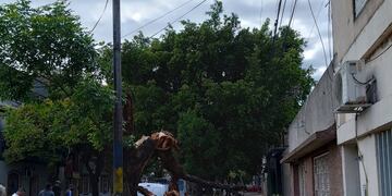 Varias calles quedaron cortadas por las ramas que se quebraron.