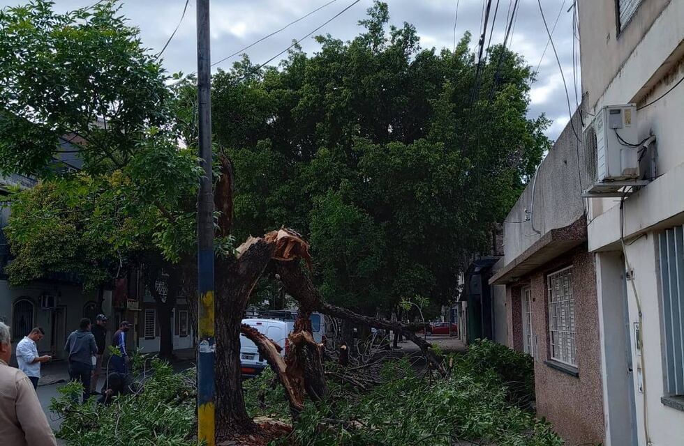 El viento no dio tregua en Rosario: cayeron más de 80 árboles y columnas