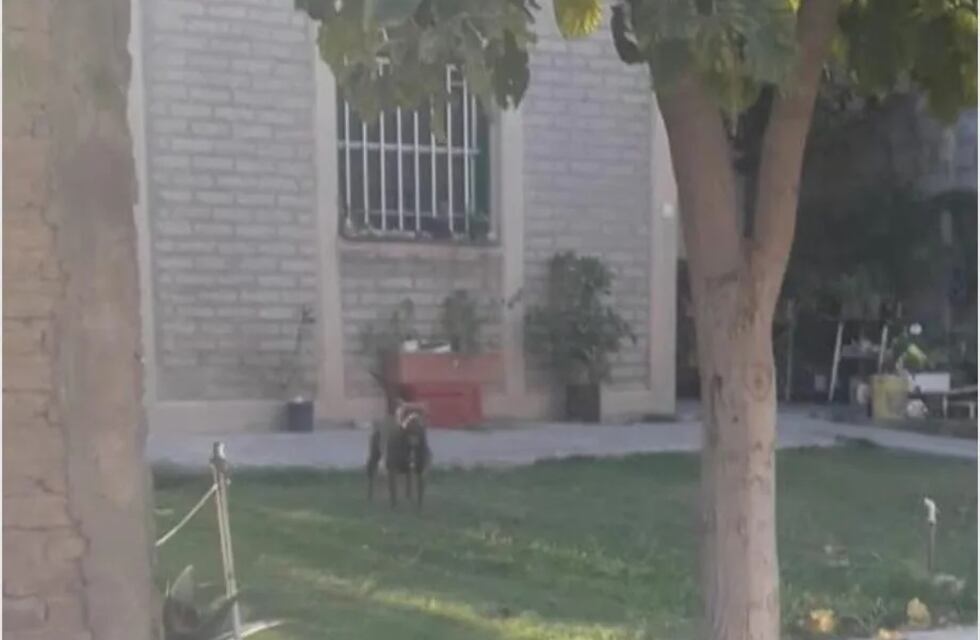 Un pitbull atacó a una nena de 8 años en un barrio sanjuanino