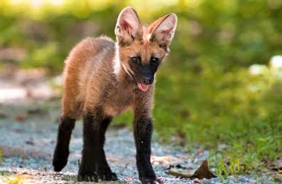 Sorprendentes videos del crecimiento de los cachorros de aguará guazú en los Esteros del Iberá