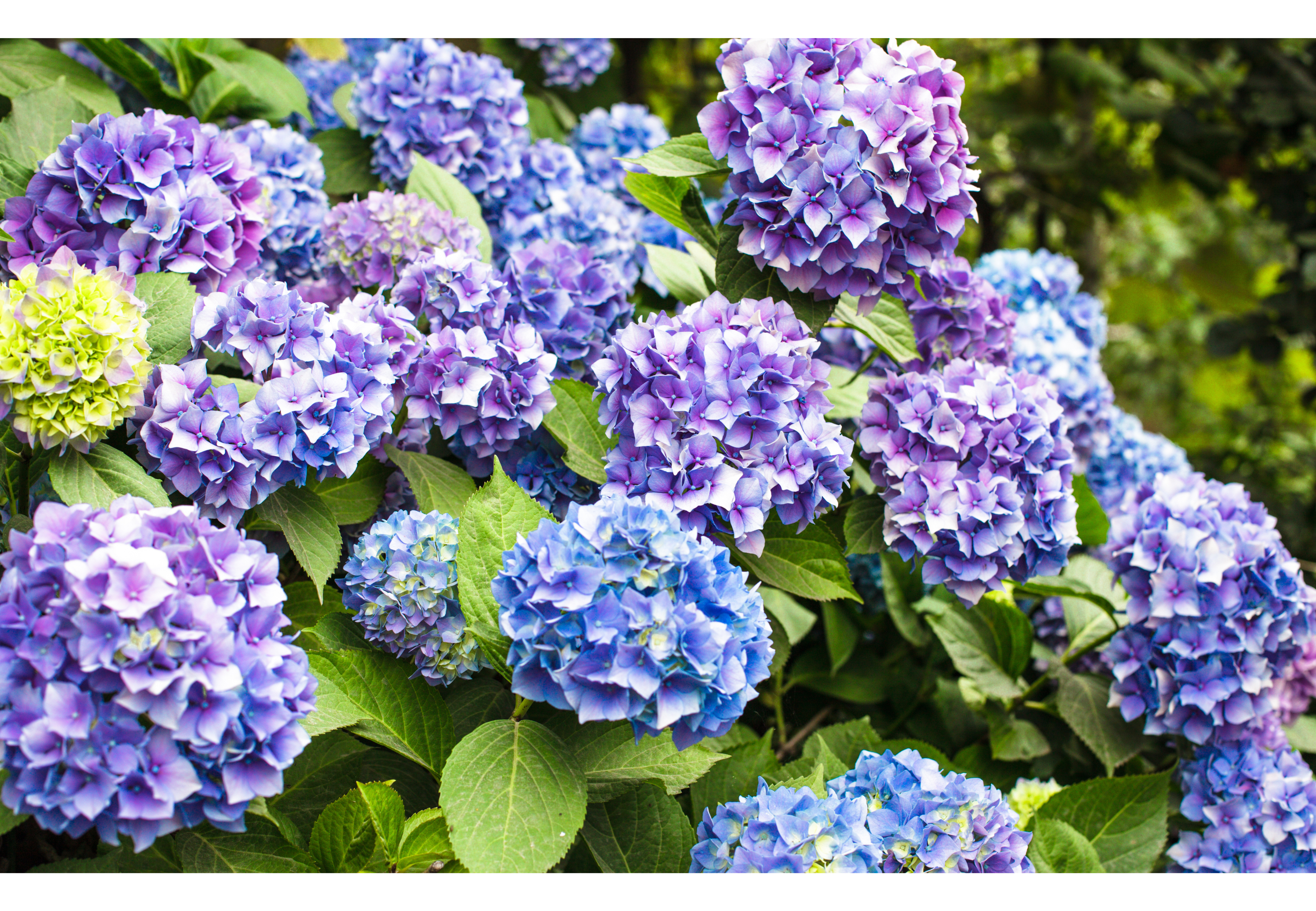 En casa no hay que tener hortensias.