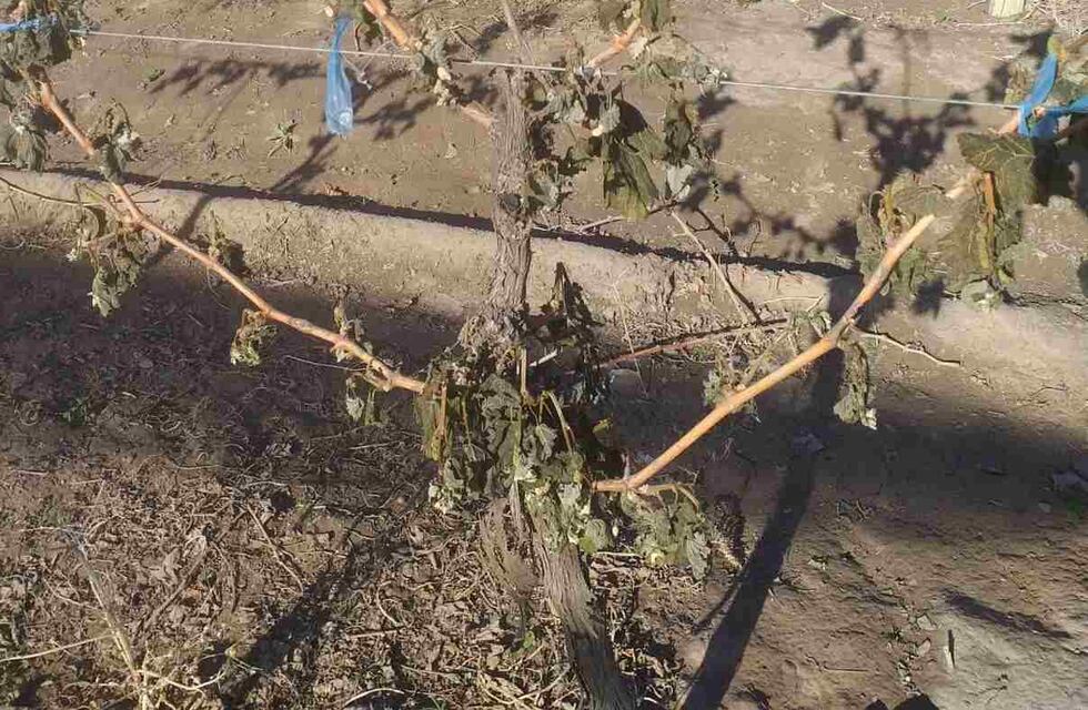 Reconocieron que los departamentos más afectados por las heladas fueron San Rafael y General Alvear