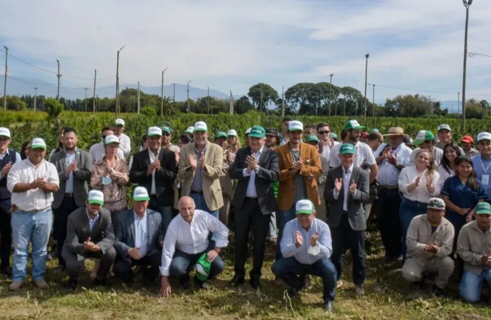 Jujuy es el principal productor de cannabis medicinal en Latinoamérica