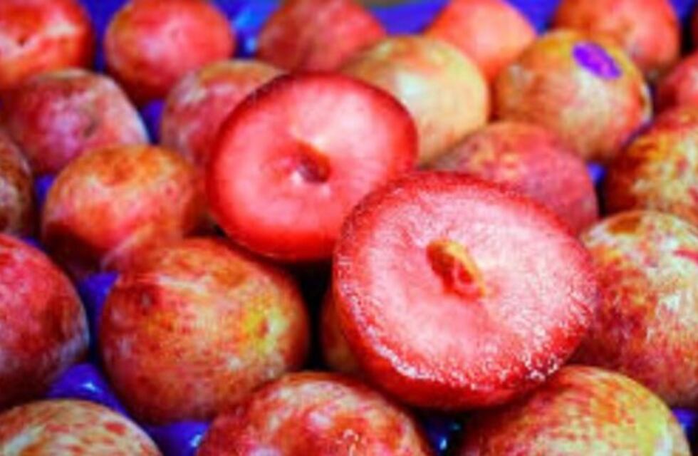 Comenzaron a vender "Huevo de dinosaurio" en el Mercado Central