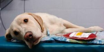 Roldán cuenta con el primer banco de sangre para mascotas\u002E