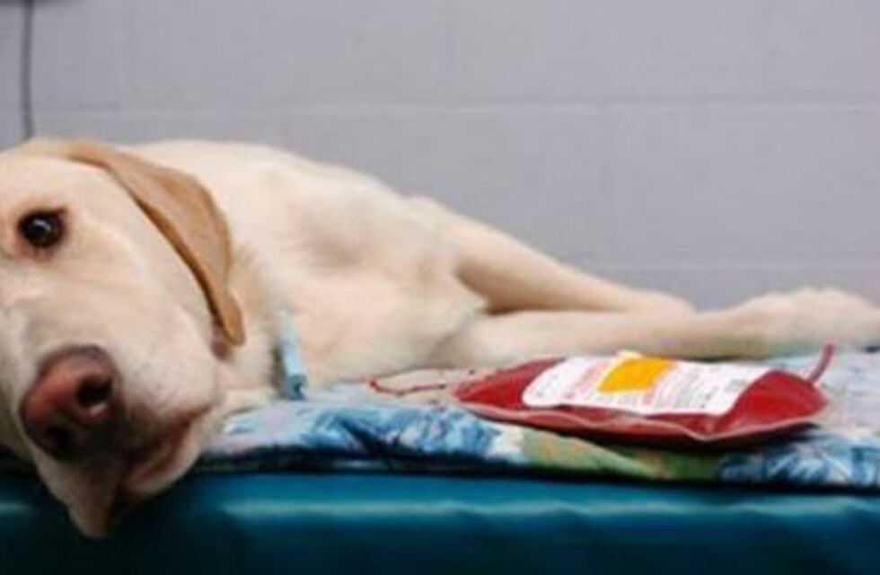 Abrieron el primer banco de sangre para animales en Santa Fe y la demanda fue abrumadora