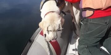 luna perra rastreadora