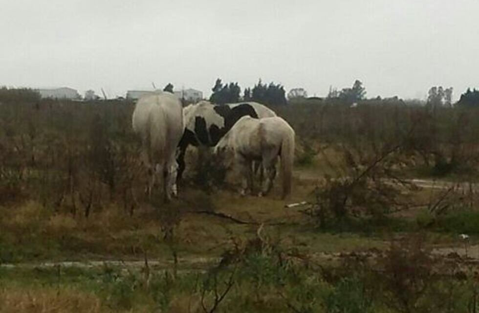 Alertan sobre la presencia de caballos sueltos en cercanías del Parador