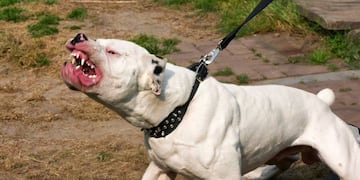 Una niña de siete años fue atacada por una jauría de perros que fueron sacrificados.