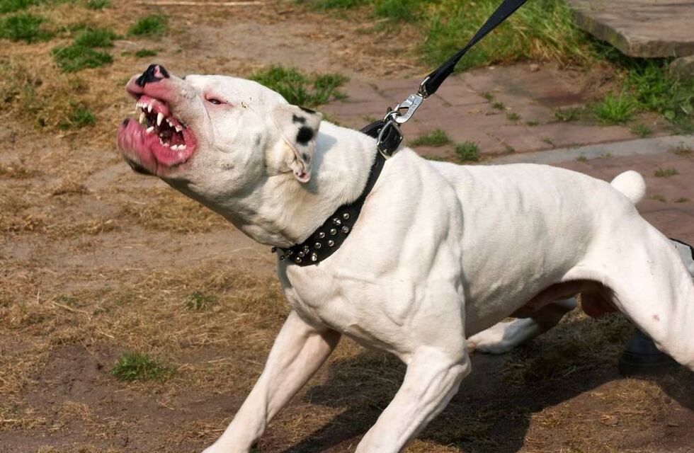Córdoba: el alentador parte médico de la nena a la que le amputaron un brazo tras ser atacada por un grupo de perros