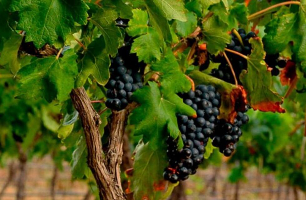 El Plan para posicionar al Bonarda cumple 10 años