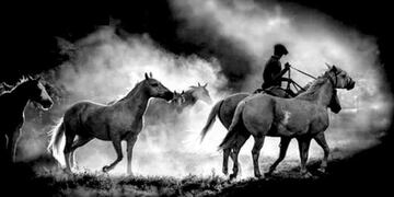 Los caballos en Malvinas