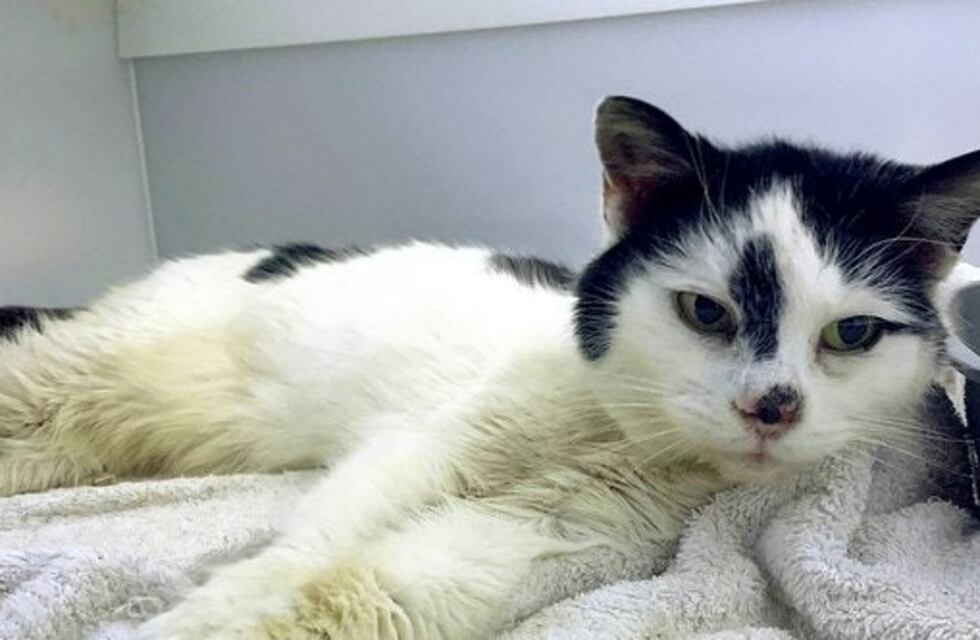 El sorprendente reencuentro entre un gato y su dueña después de 11 años