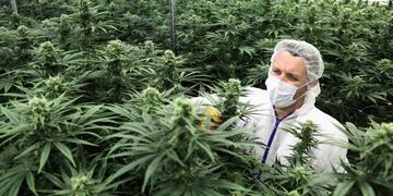 Cannabis medicinal\u002E