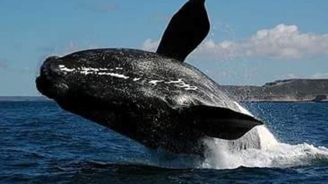 puerto deseado ballena