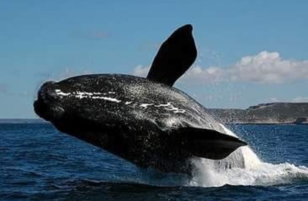 Puerto Deseado: avistaje de una ballena franca austral