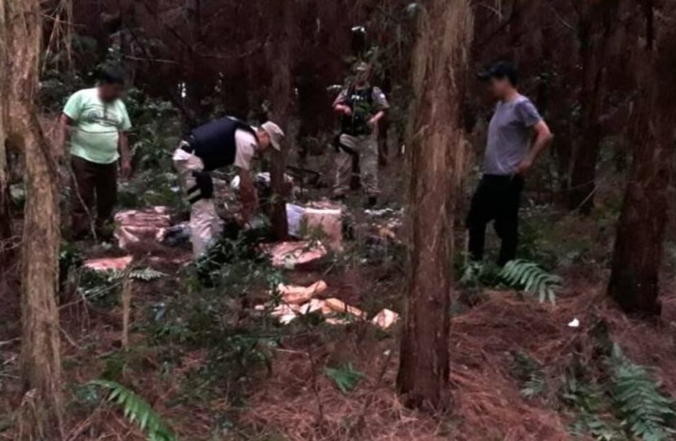 Decomisaron más de dos mil kilos de marihuana en un pinar de Puerto Libertad
