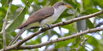Registraron una nueva especie de aves en la Reserva de San Antonio