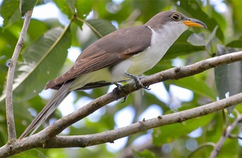 Registraron una nueva especie de aves en la Reserva de San Antonio