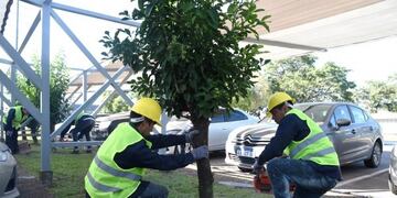 La Municipalidad de San Miguel de Tucumán colaboró con el SENASA en los trabajos de erradicación 43 ejemplares\u002E