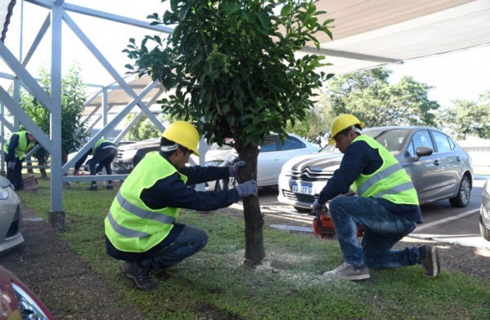 Erradicaron 43 naranjos en el aeropuerto para prevenir el HLB