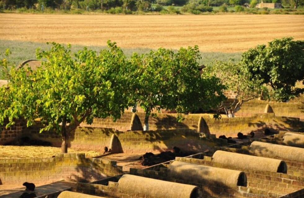 Miramar de Ansenuza: más de 450 animales muertos en un criadero