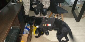 Canes detectores. Imagen Ilustrativa.