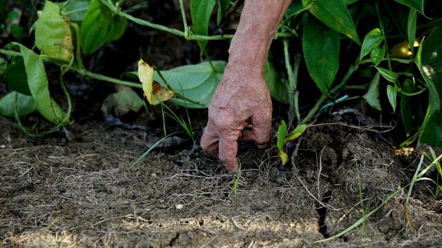 ACOMPAÑA CRÓNICA: COLOMBIA PAZ BOG203\u002E EL CARMEN DE BOLÍVAR (COLOMBIA), 13/12/2016\u002E Fotografía del 5 de diciembre de 2016, de un hombre observando un cultivo en una finca ubicada en El Carmen de Bolívar, al norte de Colombia\u002E En una finca de 76 hectáreas en el norte de Colombia que estuvo cerrada durante siete años por la presencia de paramilitares, expertos se dedican a investigar y experimentar variedades de plantas para orientar a los campesinos de la zona sobre las más adecuadas para el cultivo\u002E EFE/LEONARDO MUÑOZ\r\n carmen de bolivar colombia campo que estuvo cerrado por la presencia de paramilitares orientacion a campesinos para que cultiven plantas gente de la zona van a explotar los campos