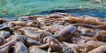 Pesca en Malvinas