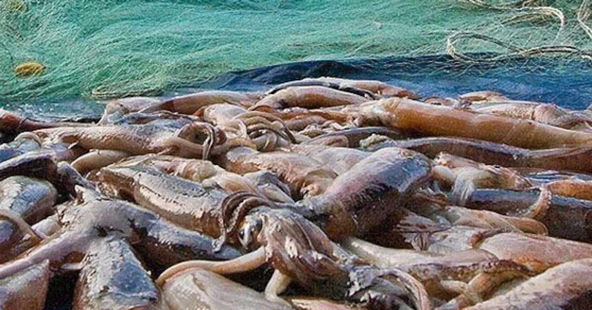 Captura récord de calamar Illex Argentinus en Malvinas